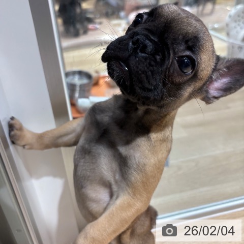 大阪府のフレンチブルドッグ (ペットプラス イオン大日店/2025年11月29日生まれ/女の子/フォーン)の子犬の3枚目の画像