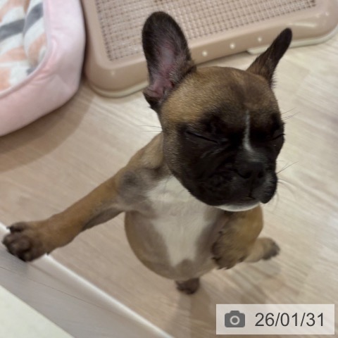 大阪府のフレンチブルドッグ (ペットプラス 大阪ドームシティ店/2025年11月29日生まれ/女の子/フォーンホワイト)の子犬の4枚目の画像