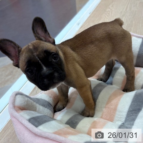 大阪府のフレンチブルドッグ (ペットプラス 大阪ドームシティ店/2025年11月29日生まれ/女の子/フォーンホワイト)の子犬の3枚目の画像