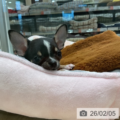 三重県のチワワ(ロング) (ペットプラス 鈴鹿店/2025年11月30日生まれ/男の子/ブラックタンホワイト)の子犬の4枚目の画像