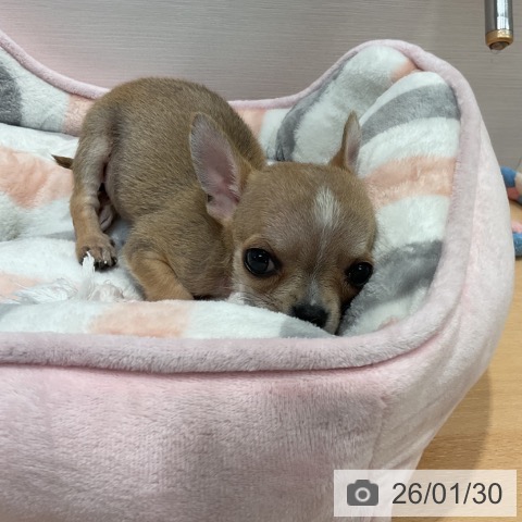 三重県のチワワ(ロング) (ペッツワン 桑名店/2025年11月30日生まれ/男の子/フォーンホワイト)の子犬の4枚目の画像