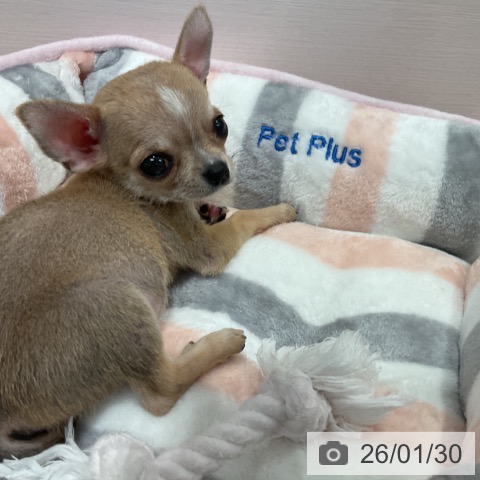 三重県のチワワ(ロング) (ペッツワン 桑名店/2025年11月30日生まれ/男の子/フォーンホワイト)の子犬の3枚目の画像