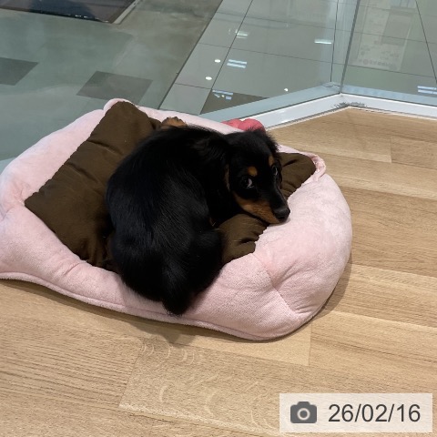 三重県のミニチュアダックスフンド(ロング) (ペットプラス 鈴鹿店/2025年11月29日生まれ/男の子/ブラックタン)の子犬の3枚目の画像