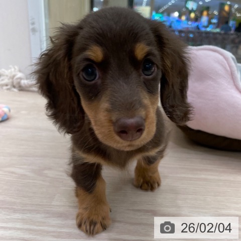 愛知県のミニチュアダックスフンド(ロング) (ペットプラス 豊田店/2025年11月29日生まれ/男の子/チョコレートタン)の子犬の4枚目の画像