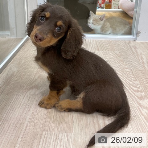 愛知県のミニチュアダックスフンド(ロング) (ペットプラス 豊田店/2025年11月29日生まれ/男の子/チョコレートタン)の子犬の3枚目の画像