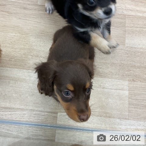 ミニチュア・ダックスフンドの写真