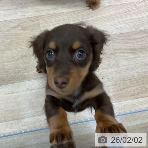 ミニチュア・ダックスフンドの写真