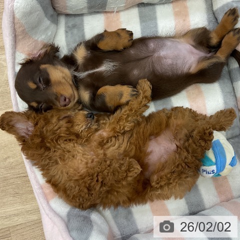 愛知県のミニチュアダックスフンド(ロング) (ペットプラス mozoワンダーシティ店/2025年11月29日生まれ/女の子/チョコレートタン)の子犬の3枚目の画像