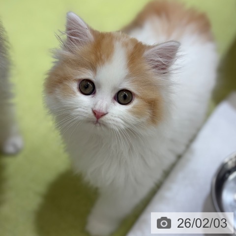 京都府のサイベリアン (ペットプラス 京都桂川店/2025年11月29日生まれ/女の子/レッドタビーホワイト)の子猫の4枚目の画像