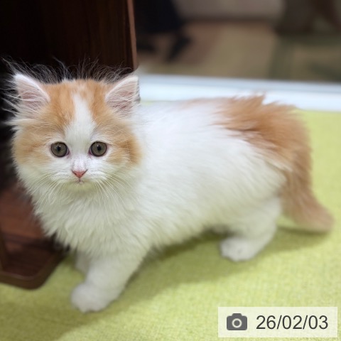 京都府のサイベリアン (ペットプラス 京都桂川店/2025年11月29日生まれ/女の子/レッドタビーホワイト)の子猫の3枚目の画像