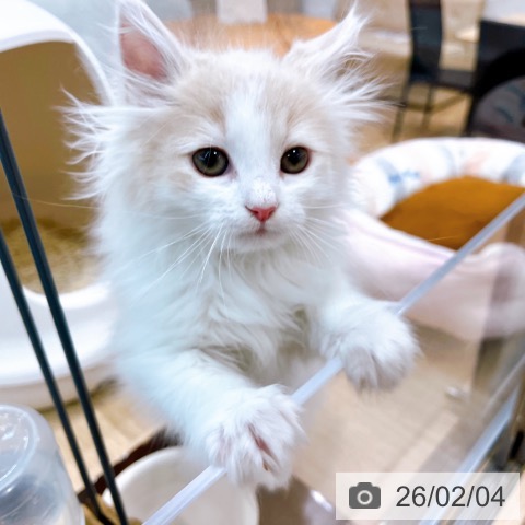 大阪府のノルウェージャンフォレストキャット (ペットプラス イオン大日店/2025年11月29日生まれ/男の子/クリームタビーホワイト)の子猫の4枚目の画像