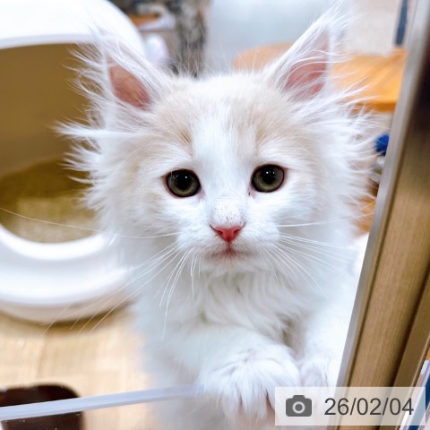 大阪府のノルウェージャンフォレストキャット (ペットプラス イオン大日店/2025年11月29日生まれ/男の子/クリームタビーホワイト)の子猫の3枚目の画像