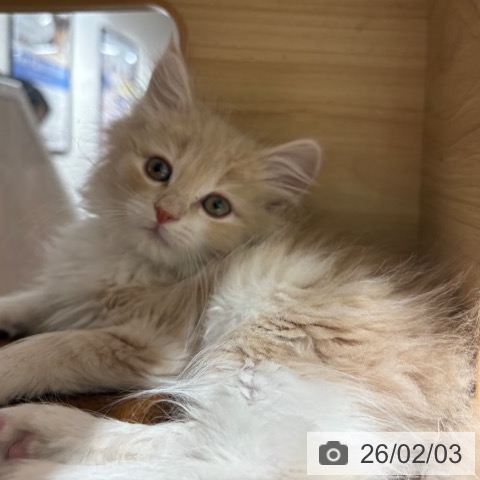 兵庫県のノルウェージャンフォレストキャット (ペットプラス 神戸三宮店/2025年11月29日生まれ/女の子/クリームタビーホワイト)の子猫の4枚目の画像