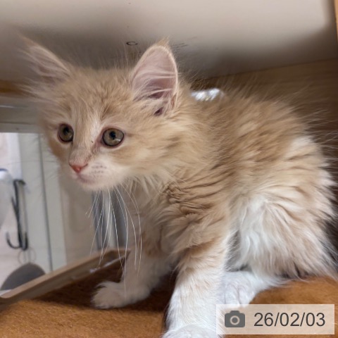 兵庫県のノルウェージャンフォレストキャット (ペットプラス 神戸三宮店/2025年11月29日生まれ/女の子/クリームタビーホワイト)の子猫の3枚目の画像