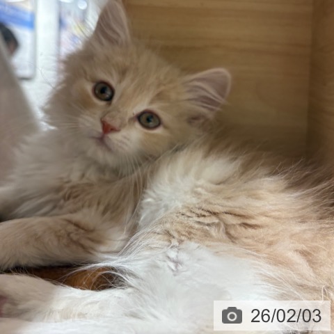 兵庫県のノルウェージャンフォレストキャット (ペットプラス 神戸三宮店/2025年11月29日生まれ/女の子/クリームタビーホワイト)の子猫の4枚目の画像