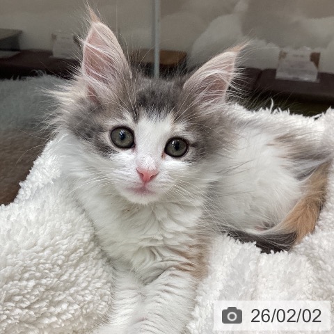 大阪府のノルウェージャンフォレストキャット (ペットプラス ららぽーと和泉店/2025年11月29日生まれ/女の子/ブルーパッチドタビーホワイト)の子猫の3枚目の画像