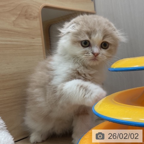 愛知県のスコティッシュフォールド (ペットプラス 岡崎店/2025年11月30日生まれ/男の子/クリームタビーホワイト)の子猫の4枚目の画像