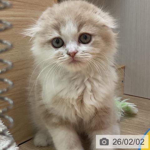 愛知県のスコティッシュフォールド (ペットプラス 岡崎店/2025年11月30日生まれ/男の子/クリームタビーホワイト)の子猫の3枚目の画像