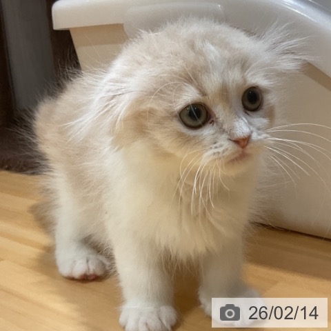 愛知県のスコティッシュフォールド (ペットプラス イオンモール長久手店/2025年11月30日生まれ/男の子/クリームタビーホワイト)の子猫の4枚目の画像