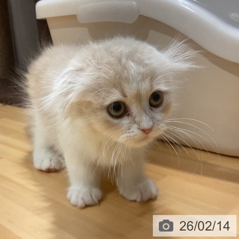 愛知県のスコティッシュフォールド (ペットプラス イオンモール長久手店/2025年11月30日生まれ/男の子/クリームタビーホワイト)の子猫の3枚目の画像