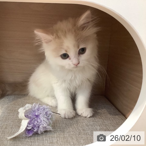 大阪府のスコティッシュフォールド (ペットプラス りんくう泉南店/2025年11月30日生まれ/男の子/クリームタビーホワイト)の子猫の4枚目の画像