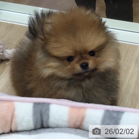 ポメラニアンの写真