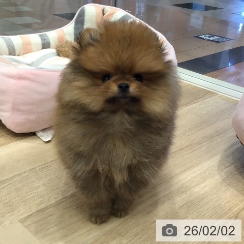 ポメラニアンの写真