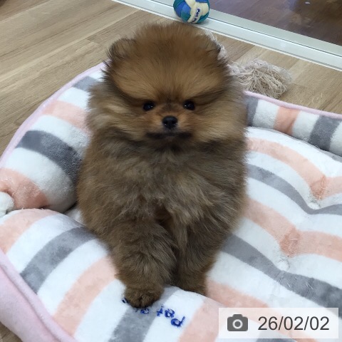 ポメラニアンの写真