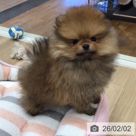 ポメラニアンの写真