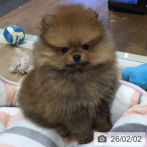 ポメラニアンの写真