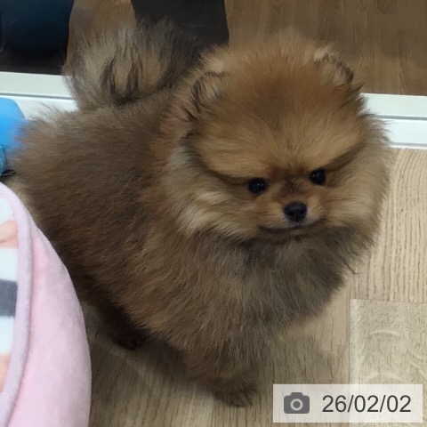 岐阜県のポメラニアン (ペットプラス 各務原店/2025年11月30日生まれ/男の子/オレンジ)の子犬の3枚目の画像
