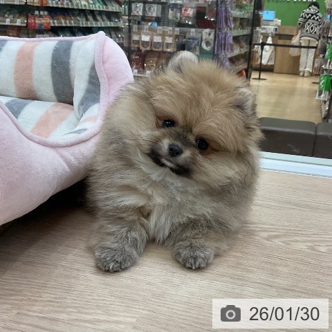愛知県のポメラニアン (ペットプラス ナゴヤドーム前店/2025年11月30日生まれ/女の子/クリームセーブル)の子犬の4枚目の画像