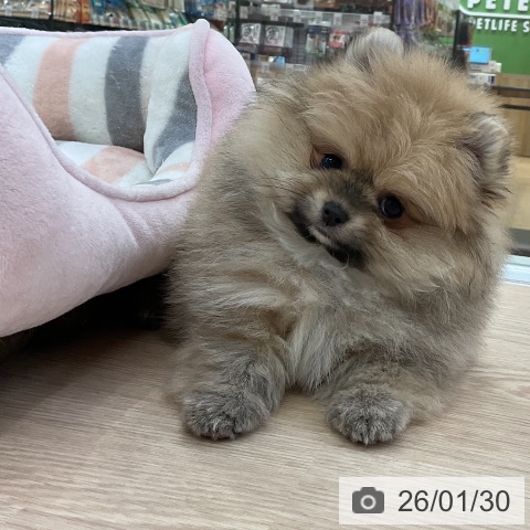 愛知県のポメラニアン (ペットプラス ナゴヤドーム前店/2025年11月30日生まれ/女の子/クリームセーブル)の子犬の3枚目の画像