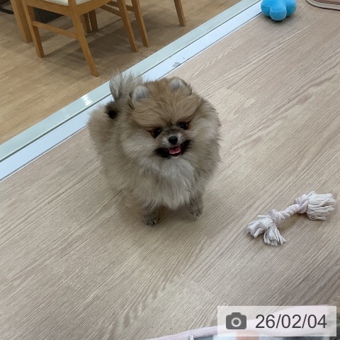 愛知県のポメラニアン (ペットプラス ナゴヤドーム前店/2025年11月30日生まれ/女の子/クリームセーブル)の子犬の3枚目の画像