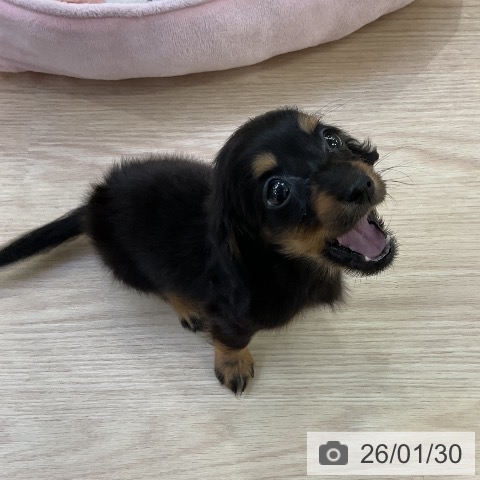 愛知県のミニチュアダックスフンド(ロング) (ペットプラス ナゴヤドーム前店/2025年11月29日生まれ/女の子/ブラックタン)の子犬の4枚目の画像