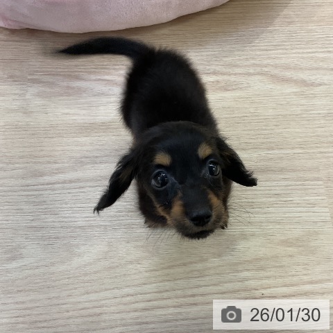 愛知県のミニチュアダックスフンド(ロング) (ペットプラス ナゴヤドーム前店/2025年11月29日生まれ/女の子/ブラックタン)の子犬の3枚目の画像