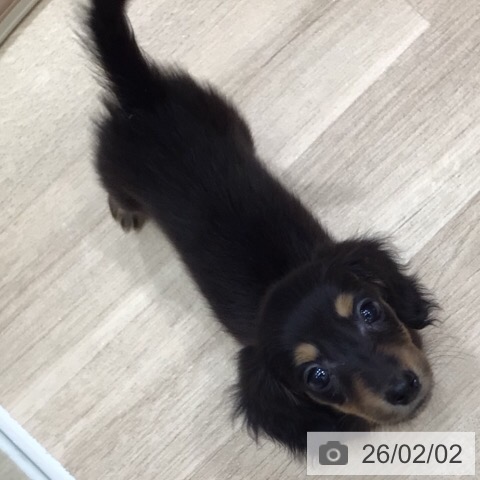 ミニチュア・ダックスフンドの写真