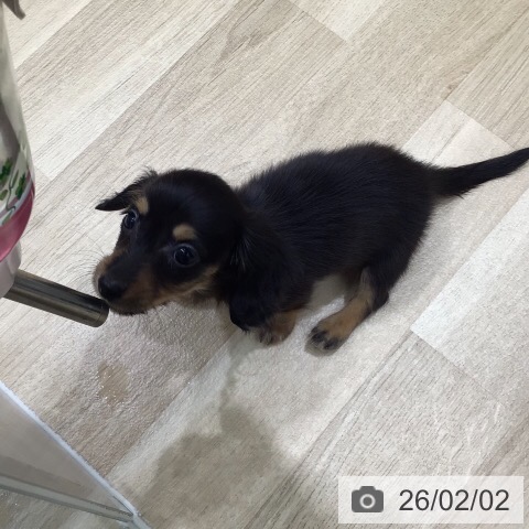 ミニチュア・ダックスフンドの写真