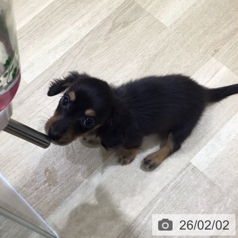 ミニチュア・ダックスフンドの写真