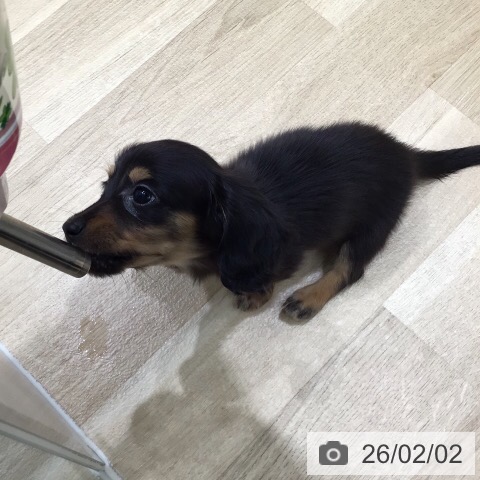 ミニチュア・ダックスフンドの写真