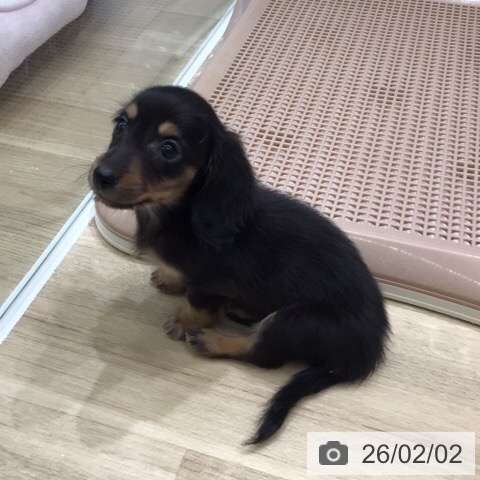 ミニチュア・ダックスフンドの写真