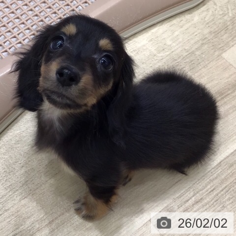 ミニチュア・ダックスフンドの写真