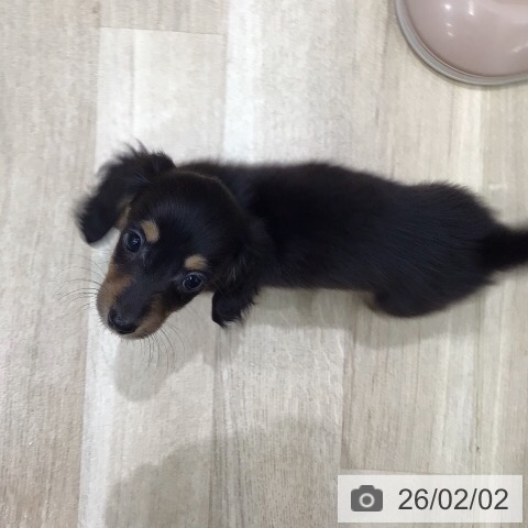岐阜県のミニチュアダックスフンド(ロング) (ペットプラス 各務原店/2025年11月29日生まれ/女の子/ブラックタン)の子犬の4枚目の画像