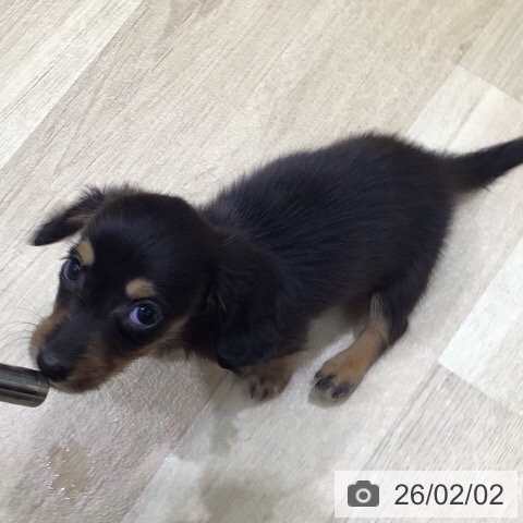 岐阜県のミニチュアダックスフンド(ロング) (ペットプラス 各務原店/2025年11月29日生まれ/女の子/ブラックタン)の子犬の3枚目の画像