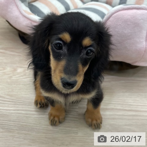 愛知県のミニチュアダックスフンド(ロング) (ペットプラス 豊田店/2025年11月29日生まれ/女の子/ブラックタン)の子犬の3枚目の画像