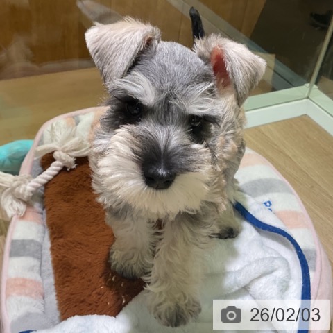 ミニチュア・シュナウザーの写真