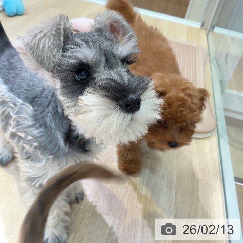 愛知県のミニチュアシュナウザー (ペットプラス 岡崎店/2025年11月26日生まれ/女の子/ソルトペッパー)の子犬の4枚目の画像