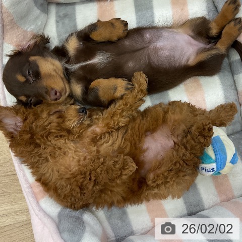 トイ・プードルの写真