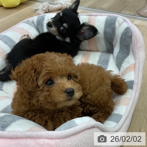 トイ・プードルの写真