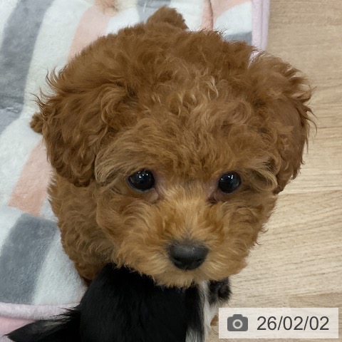 トイ・プードルの写真